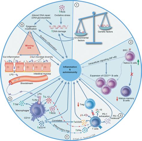 Integrated Overview Of Suggested Immunopathogenic Mechanisms In Common