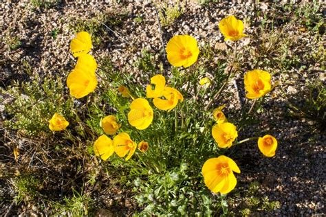 Arizona Desert Yellow Flower Stock Image Image Of Cell Flower 144151393