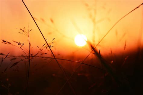 5k Free Download Selective Focus Of Plants During Sunset Hd