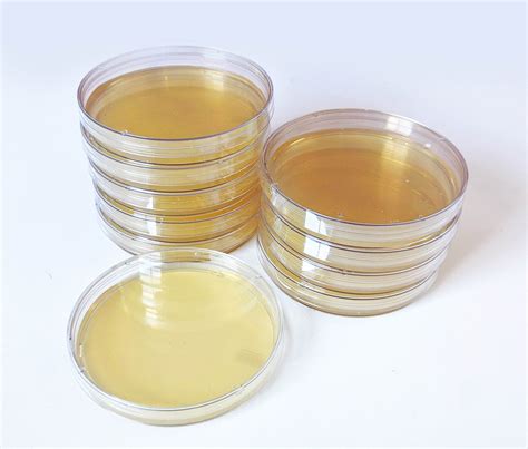 Pre Poured Agar Dishes For Mushroom Cultivation Sterilized Etsy