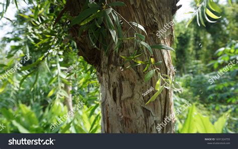 Gelam Kayu Putih Melaleuca Leucadendra Syn库存照片1691324755 Shutterstock