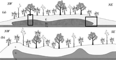 Schematic Drawing Of Mound Surface And Top Btgn Topography At Site 5