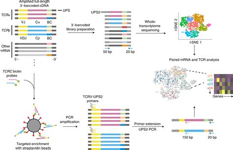 Tcr Sequencing Paired With Massively Parallel Rna Seq Reveals