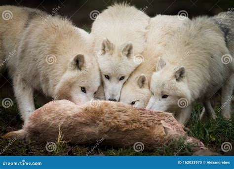 A Group Of White Wolf Eating In The Forest Stock Photo Image Of Close