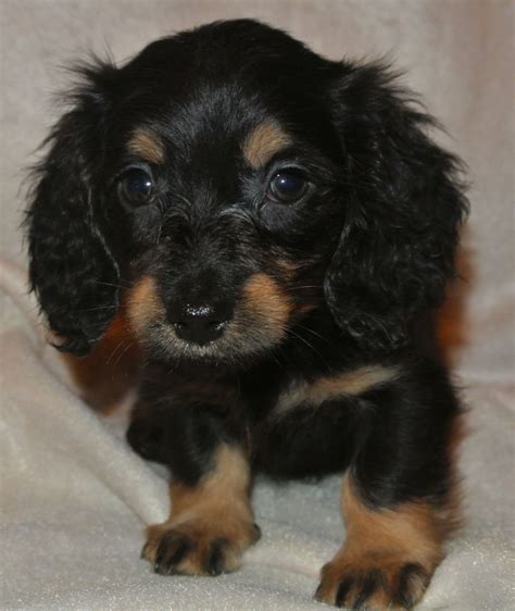 Take a close look at the stylish with. Miniature Long Haired Dachshund Puppies for sale ...