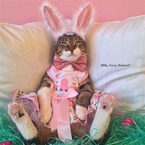 Pin By Nadiia Chervona On Easter Easter Cats Cat Holidays Cute Cats Photos