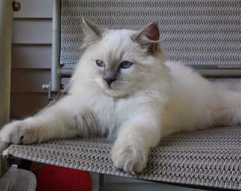 Skin and pattern are found on most mammals but brain sizes vary a lot. Life with Ragdolls: Let's Play a Game: What's That Color ...