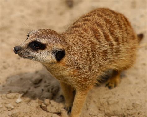 Free Photo Meerkat Curious Attention Vigilant Mammal Animal Cute