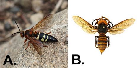 Asian Giant Hornet Vs Cicada Killer Wasp