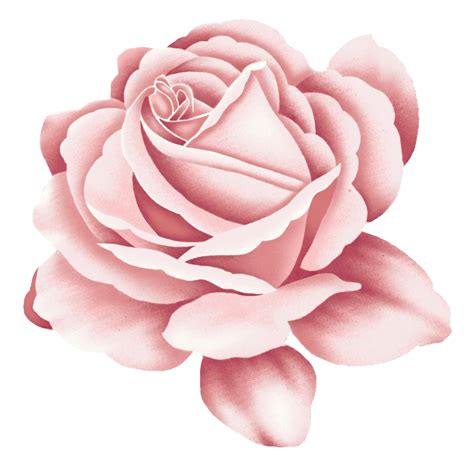 Rose Tattoo Pink Rose Png Download Free Transparent Rose Png Download Clip Art