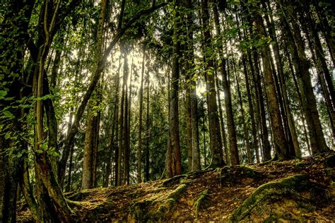 Free Image On Pixabay Forest Trees Landscape Nature Landscape