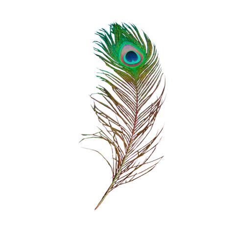 Peacock Feather Transparent Peacock Feather Clipart Peacock Feather