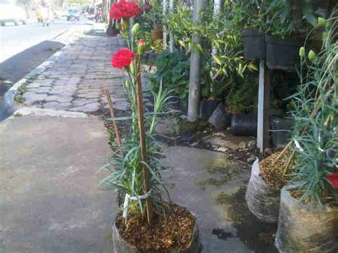 Jual Tanaman Anyelir Merah