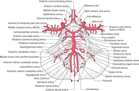 Internal Carotid Artery Branch Slidesharedocs