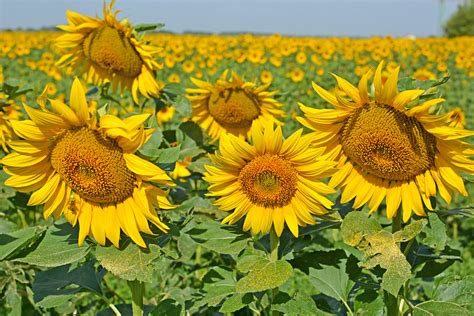 Sunflowers Michael Flickr