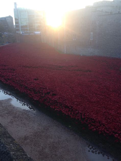 The Tower Poppies Were One Of The Most Incredible London