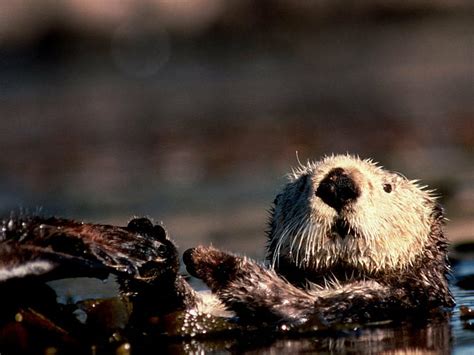 Page 2 Sea Otter 1080p 2k 4k 5k Hd Wallpapers Free Download