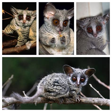 The Senegal Bushbaby Also Known As The Senegal Galago The Lesser