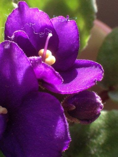Beautiful Flower African Violets Easy Plants To Grow Beautiful Flowers