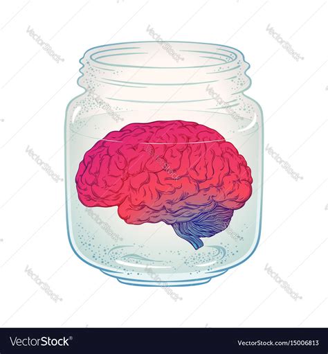 Human Brain In Glass Jar Isolated Royalty Free Vector Image