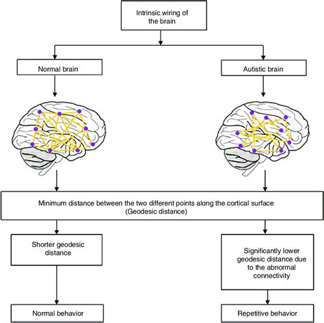 Intrinsic Wiring Of The Normal And Autistic Brain Download