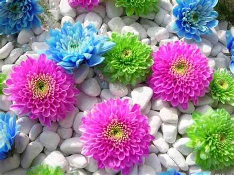 Awesome Flowers Hd High Defination Wallpapers