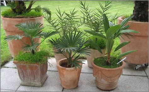 Grow Palms In Pot Outdoor Palms In Pots Palmtalk