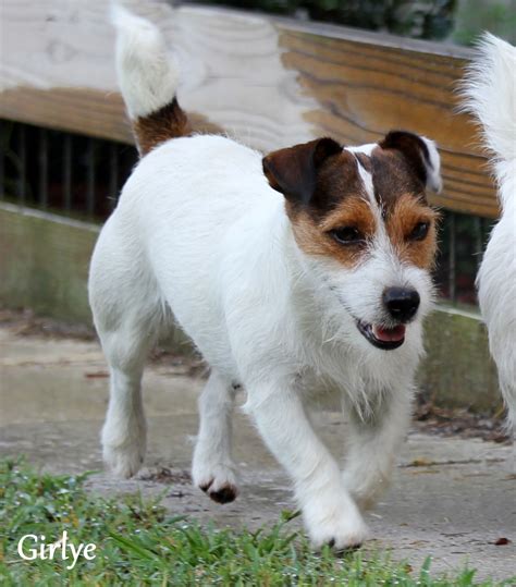 English Short Leg Jack Russell Terrier Puppies For Sale Aka
