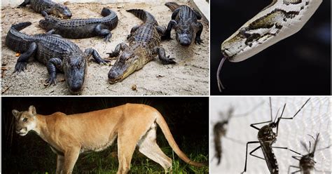Five Of Floridas Most Deadly Creatures
