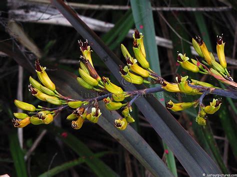We are comforted knowing you are now where New Zealand native flowers ~ Just Our Pictures of New ...