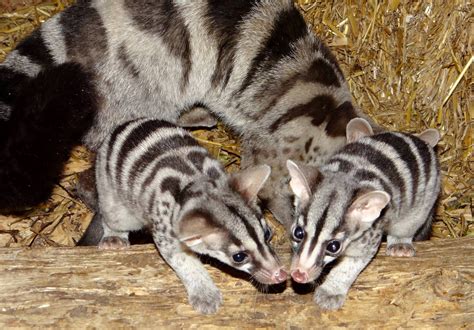 Owstons Civet Cat Like Creatures Who Live In The Tropics Of Africa