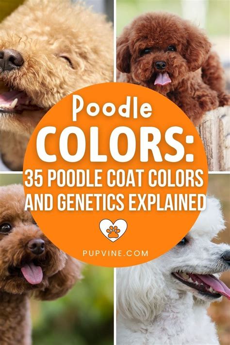 Poodle Colors 35 Poodle Coat Colors And Genetics Explained In 2022