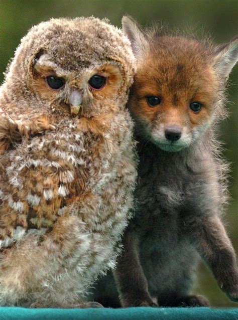 Fuzzy Owl And Adorable Little Fox Unlikely Animal Friends Animals Friendship Cute Animals