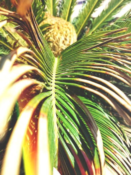 Check spelling or type a new query. Sago Palm Bloom Pictures Stock Photos, Pictures & Royalty ...