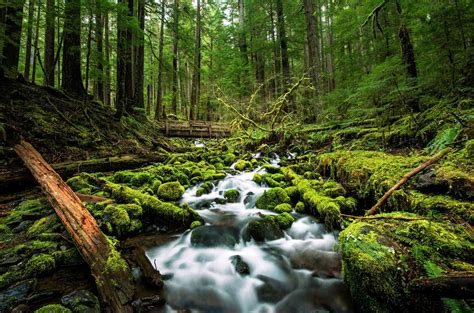 8 Incredible Rainforest Destinations Around the World