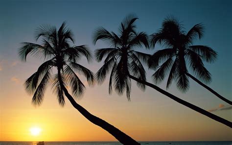 Download Wallpaper For 1152x864 Resolution Beautiful Palm Trees