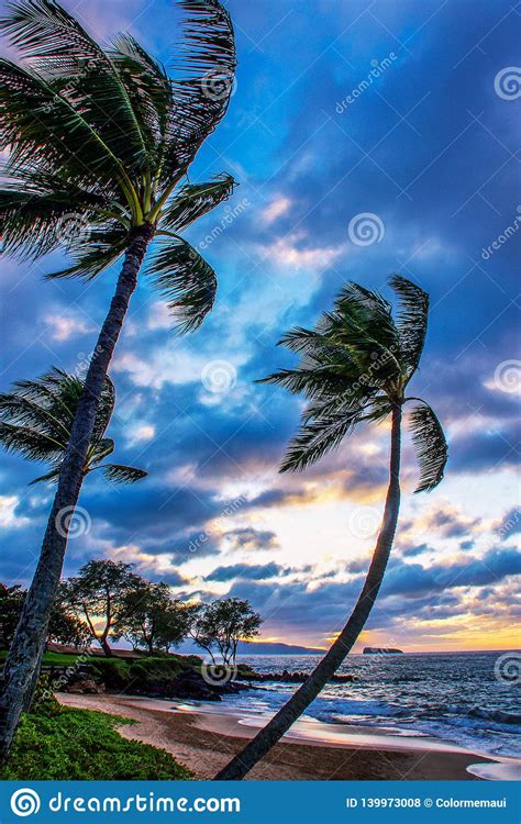 Blue Sky Palm Tree Sunset Maui Stock Photo Image Of Priceless