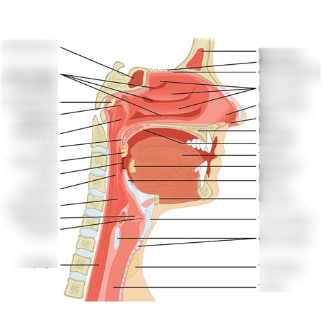 Sagittal Section Of The Head And Neck Diagram Quizlet