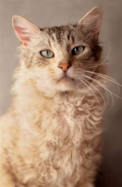 The outer coat is generally fairly straight and stiff. Curly-haired Cat Breeds - Cat Breeds Encyclopedia