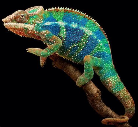 Panther Chameleon Care Guide Facts Price And Where To Buy Everything