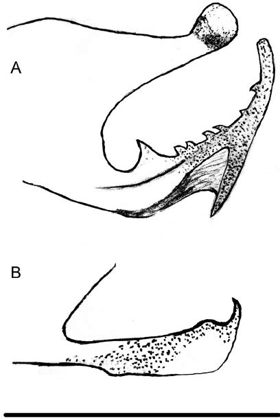 Lateral View Of A Male Tergite 10 And Epiproct B Male Paraproct