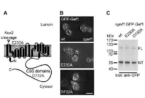 Structure Based Mutagenesis Of Gef1 A Scheme Of The Gef1 Protein