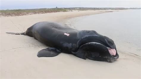 Canadian Wildlife Federation North Atlantic Right Whale