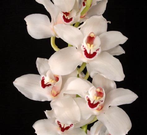White Orchids With Red Centers On Black Background