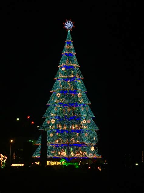 Christmas Trees | Grays Wood