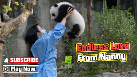 Nannys Deep Love For Panda Ipanda Youtube