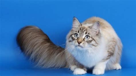 Ragamuffin Cat Breed Facts And Personality Traits Pet Care Stores