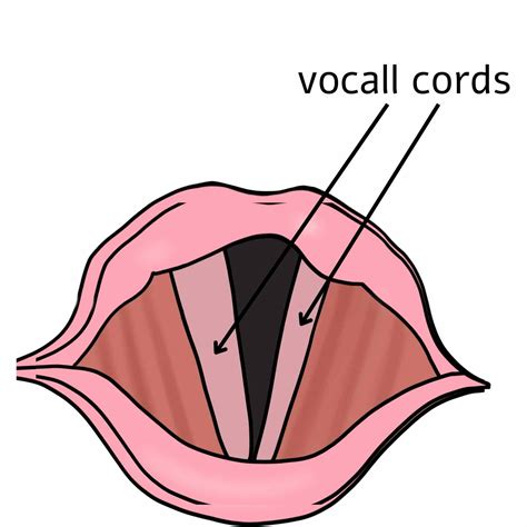 What Is The Function Of Vocal Cords The Singing Voice