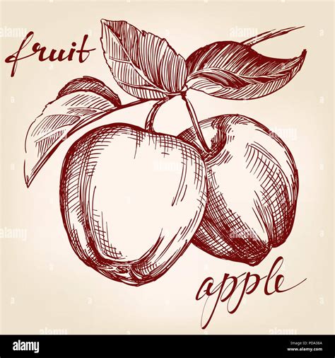 Apples On Apple Tree Branch Fruit Hand Drawn Vector Llustration Sketch