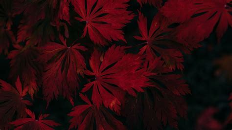 2560x1440 Leaf Dark Vignette Autumn Fall 4k 1440p Resolution Hd 4k